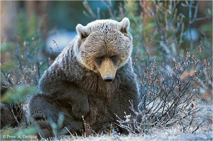 Surga satwa liar. Banff adalah rumah bagi lebih dari 50 spesies mamalia seperti beruang grizzly, rusa besar, serigala, dan lynx Kanada, menciptakan ekosistem kaya yang jarang terlihat. Foto: Pinterest. Thiên đường của động vật hoang dã. Banff là nơi sinh sống của hơn 50 loài động vật có vú như gấu xám, nai sừng tấm, chó sói và linh miêu Canada, tạo nên hệ sinh thái phong phú hiếm thấy. Ảnh: Pinterest.