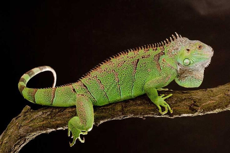 ទំហំគួរឱ្យចាប់អារម្មណ៍។ Iguanas ពណ៌បៃតងអាចមានប្រវែងរហូតដល់ 2 ម៉ែត្រដោយកន្ទុយរបស់វាមានច្រើនជាងពាក់កណ្តាលនៃប្រវែងរាងកាយរបស់ពួកគេ។ រូបថត៖ Pinterest ។ Kích thước ấn tượng. Cự đà xanh có thể dài tới 2 mét, trong đó phần đuôi chiếm hơn một nửa chiều dài cơ thể. Ảnh: Pinterest.