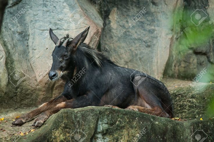 2. No pertenece al género caprino, sino a un género aparte. Aunque se parece a una cabra salvaje, el íbice no es un pariente cercano de la cabra (género Capra), sino que pertenece al género Capricornis, de la familia Bovidae. Foto: Pinterest. 2. Không thuộc chi dê mà là một chi riêng biệt. Dù trông giống dê rừng, sơn dương không phải họ hàng gần của dê (chi Capra) mà thuộc chi Capricornis trong họ Trâu bò (Bovidae). Ảnh: Pinterest.