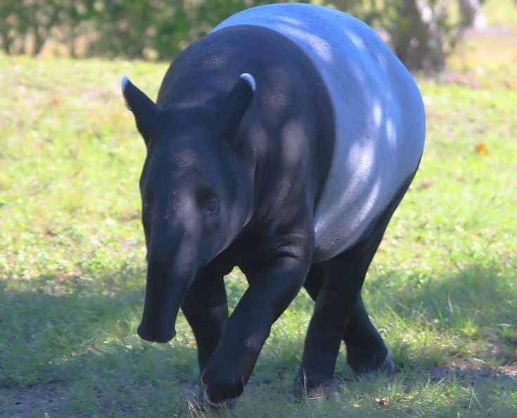 Der Schabrackentapir ist Vegetarier. Seine Hauptnahrung besteht aus Blättern, Früchten, Trieben und weichen Zweigen. Er spielt eine wichtige Rolle bei der Verbreitung von Samen im Wald. Foto: Pinterest. Lợn vòi Mã Lai là loài “ăn chay”. Thức ăn chủ yếu của chúng là lá cây, quả, chồi non và cành mềm, đóng vai trò quan trọng trong việc phát tán hạt giống trong rừng. Ảnh: Pinterest.