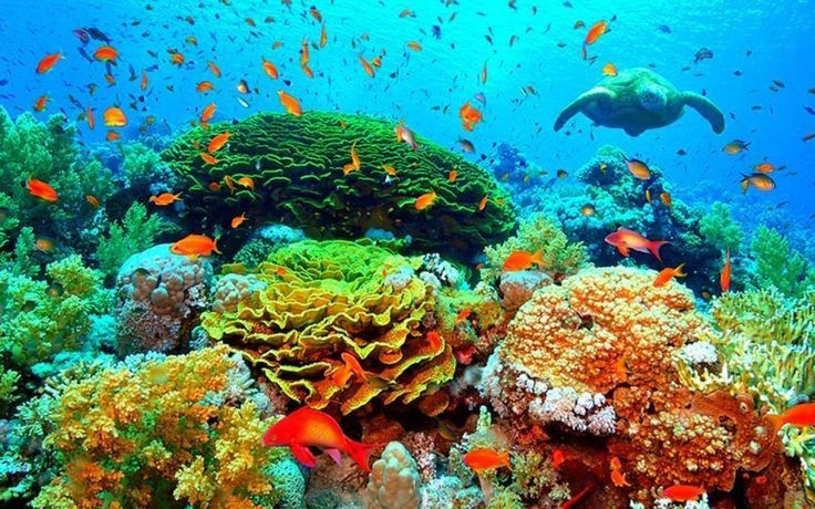 Belize has made strong conservation efforts. The Belizean government has banned offshore oil drilling and increased marine reserves to preserve the reef for future generations. Photo: Pinterest. Belize đã nỗ lực bảo tồn mạnh mẽ. Chính phủ Belize đã cấm khai thác dầu ngoài khơi và tăng cường khu bảo tồn biển để gìn giữ rạn san hô cho các thế hệ tương lai. Ảnh: Pinterest.
