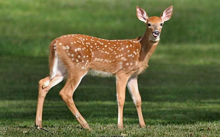 5. 泳ぎが得意で、急な坂を登るのも得意。ニホンジカは俊敏な動物で、速く走るだけでなく、泳ぎも得意で、急な坂を登るのも得意です。野生では、これらの能力が捕食者から逃れるのに役立ちます。写真:Pinterest 5. Có khả năng bơi tốt và leo đồi dốc. Hươu sao là loài linh hoạt, không chỉ chạy nhanh mà còn bơi giỏi và leo núi dốc tốt – kỹ năng giúp chúng thoát khỏi kẻ săn mồi trong tự nhiên. Ảnh: Pinterest.