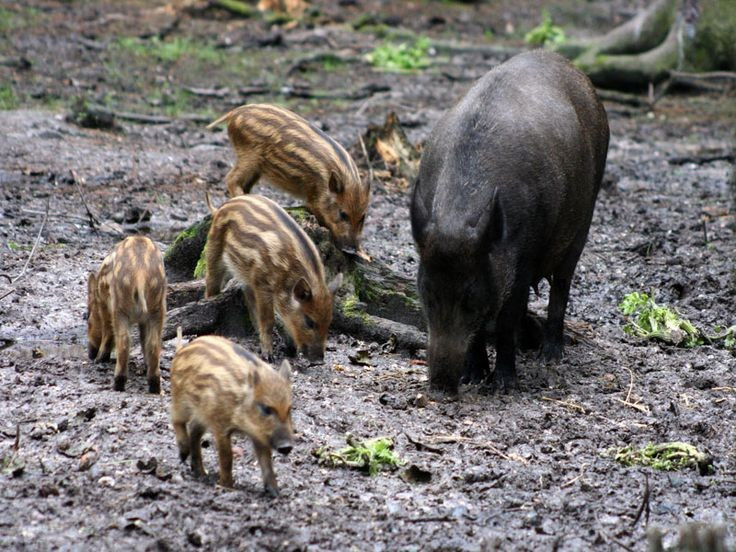 3. 多様な生息地に適応できる。ジャングル、沼地、山岳地帯から草原まで、イノシシは雑食性と主に夜行性のため、様々な場所で生き延びることができる。写真:Pinterest 3. Có khả năng thích nghi với nhiều loại môi trường sống. Từ rừng rậm, đầm lầy, vùng núi đến đồng cỏ, lợn rừng có thể sinh tồn nhờ khả năng ăn tạp và hoạt động chủ yếu về đêm. Ảnh: Pinterest.