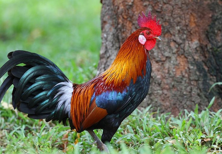 8. ถือเป็นสัญลักษณ์ทางวัฒนธรรมในหลายประเทศในเอเชีย ไก่ป่าและไก่โดยทั่วไปมีความหมายเชิงสัญลักษณ์มากมายในนิทานพื้นบ้าน ศาสนา และความเชื่อ ตั้งแต่ความแข็งแกร่งและความกล้าหาญ ไปจนถึงจุดเริ่มต้นและโชคลาภ รูปภาพ: Pinterest 8. Được coi là biểu tượng văn hóa ở nhiều quốc gia châu Á. Gà rừng và gà nói chung mang nhiều ý nghĩa biểu tượng trong văn hóa dân gian, tôn giáo và tín ngưỡng – từ sức mạnh, dũng cảm đến sự khởi đầu và may mắn. Ảnh: Pinterest.