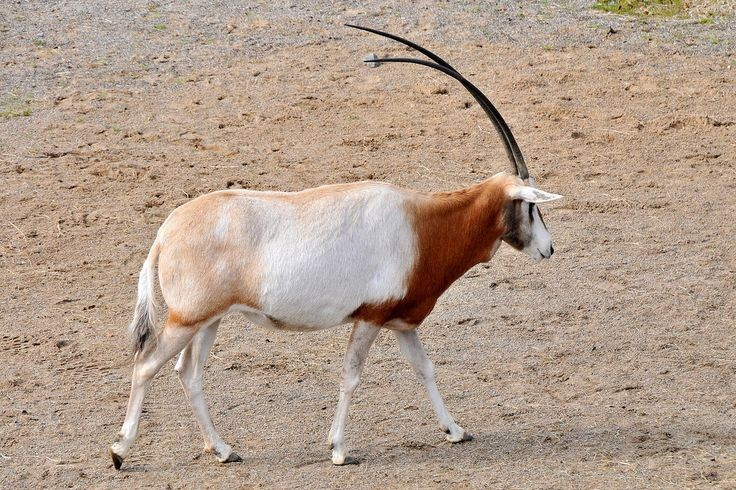 Reintroduction efforts. Several international conservation programs are reintroducing scimitar oryx to several reserves in Chad and Niger. Photo: Pinterest. Nỗ lực tái thả vào tự nhiên. Nhiều chương trình bảo tồn quốc tế đang đưa linh dương sừng kiếm trở lại một số khu bảo tồn ở Chad và Niger. Ảnh: Pinterest.