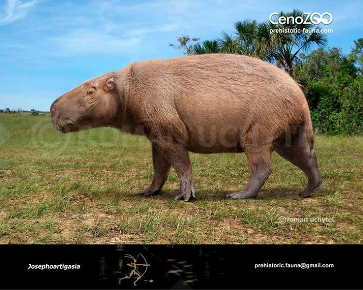 Lived in South America about 2–3 million years ago. Their fossils were found in Uruguay, dating back to the late Pliocene period. Photo: Pinterest. Sống ở Nam Mỹ khoảng 2–3 triệu năm trước. Hóa thạch của chúng được tìm thấy ở Uruguay, niên đại cuối kỷ Pliocene. Ảnh: Pinterest.