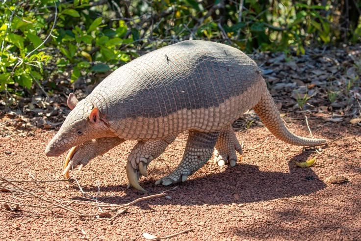 កម្របានឃើញក្នុងទំហំដ៏ធំសម្បើមរបស់វា។ Armadillo យក្សអាចមានប្រវែងរហូតដល់ 1.5 ម៉ែត្រ និងទម្ងន់ជាង 50 គីឡូក្រាម ដែលធ្វើឱ្យវាក្លាយជាប្រភេទ armadillo ដ៏ធំបំផុតនៅលើពិភពលោក។ រូបថត៖ Pinterest ។ Kích thước khổng lồ hiếm thấy. Tatu khổng lồ có thể dài tới 1,5 mét và nặng hơn 50 kg, khiến nó trở thành loài tatu lớn nhất thế giới. Ảnh: Pinterest.