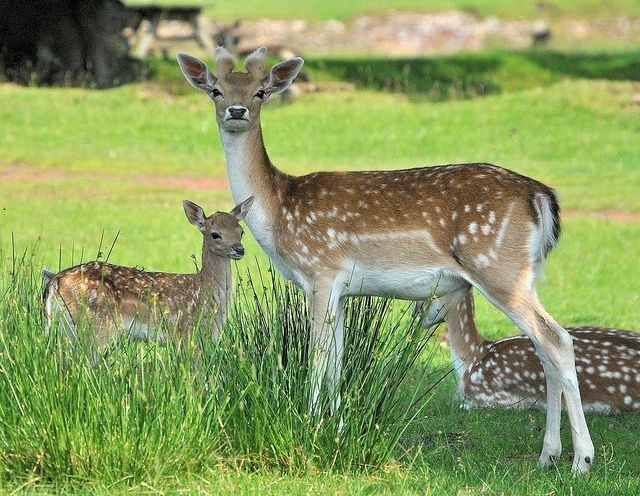 4. 彼らは温和な草食動物で、高い適応力を持っています。シカの餌は主に草、若葉、木の芽で、時にはキノコや樹皮も食べます。そのため、落葉樹から常緑樹まで、様々な森林に適応することができます。写真:Pinterest 4. Là loài ăn cỏ hiền lành, có khả năng thích nghi cao. Thức ăn của hươu sao chủ yếu là cỏ, lá non, chồi cây, đôi khi cả nấm và vỏ cây, giúp chúng thích nghi tốt với nhiều kiểu rừng từ rụng lá đến thường xanh. Ảnh: Pinterest.