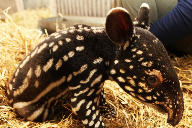 Die Jungen haben geflecktes Fell. Im Gegensatz zur schwarz-weißen Färbung des erwachsenen Tapirs hat der junge Tapir ein dunkelbraunes Muster mit gelben Streifen zur Tarnung im Wald. Foto: Pinterest. Con non có bộ lông đốm sọc. Khác với màu đen trắng của lợn vòi trưởng thành, lợn vòi con có hoa văn nâu sẫm xen kẽ sọc vàng để ngụy trang trong rừng. Ảnh: Pinterest.