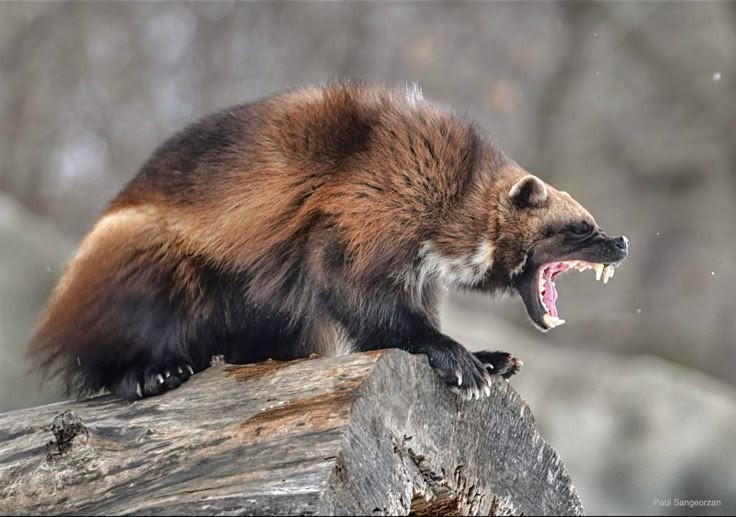 សត្វខ្លាធំជាងគេគឺ wolverine dwarfs weasels ផ្សេងទៀតដែលមានទំងន់ពី 8 ទៅ 18 គីឡូក្រាមនិងមានសាច់ដុំ។ រូបថត៖ Pinterest ។ Là loài lớn nhất trong họ chồn. Chồn gulo có kích thước vượt trội so với các loài chồn khác, nặng từ 8–18 kg và cơ thể rất vạm vỡ. Ảnh: Pinterest.
