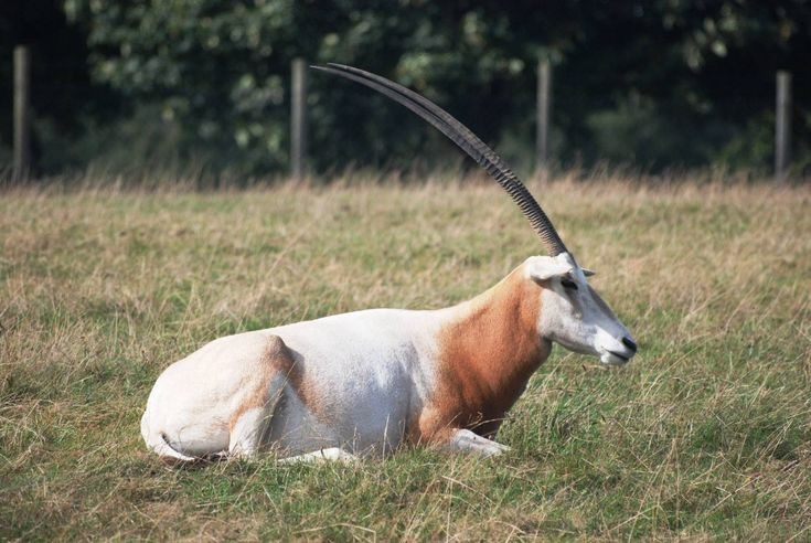 They have impressively long horns. Their horns can be up to 1.2 meters long, almost straight, becoming a powerful defense tool against enemies such as lions or hyenas. Photo: Pinterest. Có cặp sừng dài ấn tượng. Sừng của chúng có thể dài tới 1,2 mét, gần như thẳng, trở thành công cụ phòng vệ lợi hại trước kẻ thù như sư tử hay linh cẩu. Ảnh: Pinterest.