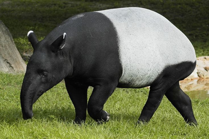 Ihr charakteristisches schwarz-weißes Fell ähnelt dem eines Pandas. Ihr Körper ist vorne und hinten schwarz und in der Mitte weiß, was ihnen hilft, sich im gefleckten Licht des Regenwaldes zu tarnen. Foto: Pinterest. Bộ lông hai màu đen trắng đặc trưng như gấu trúc. Cơ thể phần trước và sau màu đen, còn phần giữa màu trắng, giúp chúng dễ dàng ngụy trang trong ánh sáng lốm đốm của rừng nhiệt đới. Ảnh: Pinterest.