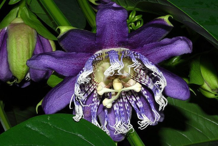 តម្លៃឱសថបុរាណ។ Passionflower ត្រូវបានគេប្រើជាយូរមកហើយក្នុងថ្នាំប្រជាប្រិយជាថ្នាំរំងាប់អារម្មណ៍ ដើម្បីកាត់បន្ថយការថប់បារម្ភ និងជួយឱ្យគេងលក់ស្រួល។ រូបថត៖ Pinterest ។ Giá trị y học truyền thống. Lạc tiên từ lâu đã được dùng trong y học dân gian để an thần, giảm lo âu và hỗ trợ giấc ngủ. Ảnh: Pinterest.