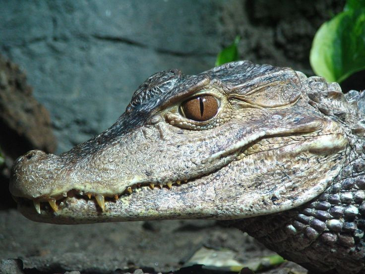 Ausgezeichneter elterlicher Instinkt. Krokodilweibchen schützen ihre Nester und Jungen noch immer sehr sorgfältig. Sie bauen Nester aus trockenen Blättern und Schlamm und bewachen sie dann, bis die Eier schlüpfen, und sind bereit, bei Bedarf Feinde anzugreifen. Foto: Pinterest. Bản năng làm cha mẹ tuyệt vời. Cá sấu cái vẫn bảo vệ tổ và con non rất cẩn thận. Chúng xây tổ bằng lá khô và bùn, rồi canh giữ cho đến khi trứng nở, sẵn sàng tấn công kẻ thù nếu cần. Ảnh: Pinterest.