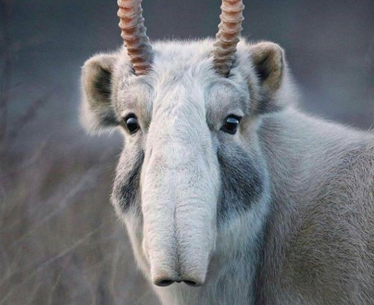 ជិតផុតពូជ។ ចំនួន Saiga បានធ្លាក់ចុះយ៉ាងខ្លាំង ដោយសារតែការប្រម៉ាញ់ ជម្ងឺ និងការបាត់បង់ទីជម្រក ដោយបន្សល់ទុកប្រភេទសត្វក្នុងបញ្ជីថាជាសត្វជិតផុតពូជ។ រូបថត៖ Pinterest ។ Nguy cơ tuyệt chủng. Số lượng Saiga đã giảm mạnh do nạn săn trộm, dịch bệnh và mất môi trường sống, khiến loài này được xếp vào nhóm Cực kỳ nguy cấp. Ảnh: Pinterest.