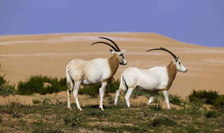 A cultural icon of North Africa. The scimitar-horned oryx appears in local legends and is considered a symbol of strength and resilience in the desert. Photo: Pinterest. Là biểu tượng văn hóa Bắc Phi. Linh dương sừng kiếm xuất hiện trong các truyền thuyết địa phương và được coi là biểu tượng của sức mạnh, sự kiên cường trước sa mạc. Ảnh: Pinterest.
