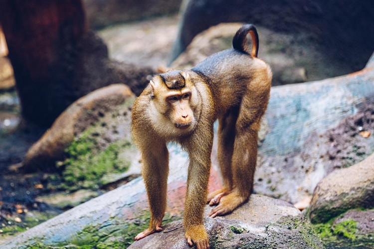 7. 広く分布しているが、絶滅が深刻に危惧されている。ブタオザルはかつて東南アジア全域に生息していたが、現在では森林伐採、狩猟、野生生物取引の影響で個体数が減少している。写真:ニューイングランド霊長類保護協会 7. Phân bố rộng nhưng bị đe dọa nghiêm trọng. Khỉ đuôi lợn từng có mặt khắp Đông Nam Á, nhưng ngày nay số lượng bị suy giảm do mất rừng, săn bắt và buôn bán động vật hoang dã. Ảnh: New England Primate Conservancy.