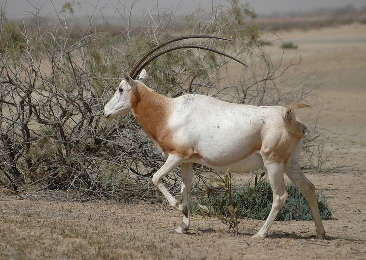 Well adapted to harsh environments. Scimitar-horned oryx can regulate its body temperature to endure the intense heat of the desert and limit water loss. Photo: Pinterest. Thích nghi tốt với môi trường khắc nghiệt. Linh dương sừng kiếm có khả năng điều chỉnh thân nhiệt để chịu đựng cái nóng gay gắt của sa mạc và hạn chế mất nước. Ảnh: Pinterest.