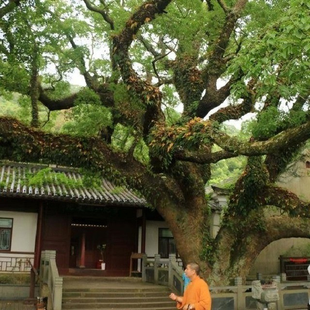 Die Putuo-Gänseohr-Eiche (Carpinus putoensis) wurde 1930 vom Botaniker Chung Quan Quang entdeckt und ist eine endemische Baumart in China. Auf dem Putuo-Berg ist nur noch ein Exemplar erhalten. Foto: Sohu. 01.jpg