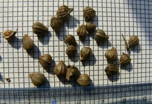 Biologische Faktoren wie späte Blüte, niedrige männliche Blütenstände und hohe weibliche Blütenstände, gepaart mit ungünstigem Wetter und dicken Samenschalen, führen zu einer extrem geringen natürlichen Fruchtbarkeit. Foto: Sohu. 07.jpg