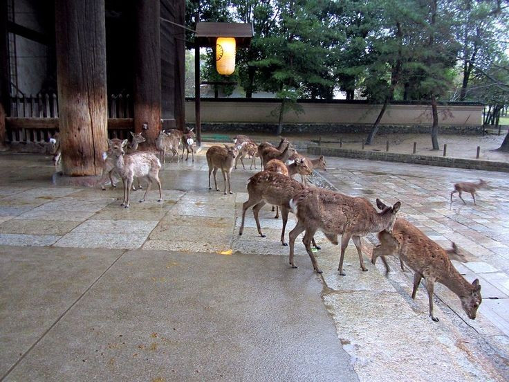 6. 日本文化における神聖なシンボル。奈良市では、ニホンジカは神道の神々の使いとされ、厳重に保護されていますが、多くのシカが街の中心部で自由に、そして大胆に暮らしています。写真:Pinterest 6. Là biểu tượng linh thiêng trong văn hóa Nhật Bản. Ở thành phố Nara, Nhật Bản, hươu sao được coi là sứ giả của các vị thần Shinto và được bảo vệ nghiêm ngặt, nhiều cá thể sống tự do và dạn dĩ giữa lòng đô thị. Ảnh: Pinterest.