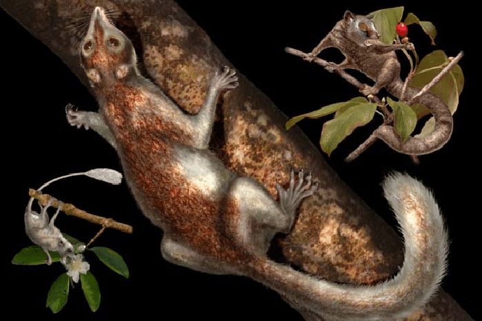 រស់នៅក្នុង Paleocene ។ Plesiadapis បានបង្ហាញខ្លួនប្រហែល 58 ទៅ 55 លានឆ្នាំមុន ភ្លាមៗបន្ទាប់ពីដាយណូស័របានផុតពូជ ក្នុងអំឡុងពេលដែលថនិកសត្វចាប់ផ្តើមលូតលាស់។ រូបថត៖ researchgate.net ។ Sống vào thế Paleocene. Plesiadapis xuất hiện khoảng 58 đến 55 triệu năm trước, ngay sau khi khủng long tuyệt chủng, trong giai đoạn động vật có vú bắt đầu phát triển mạnh. Ảnh: researchgate.net.