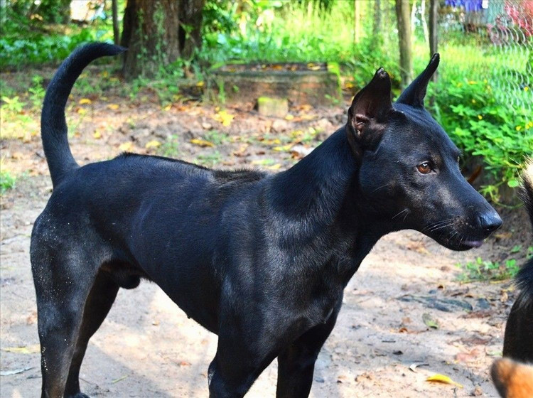8. Giá trị văn hóa và kinh tế. Giống chó này không chỉ là niềm tự hào của Việt Nam mà còn có giá trị kinh tế cao trên thị trường quốc tế. Ảnh: Pinterest. 8. Giá trị văn hóa và kinh tế. Giống chó này không chỉ là niềm tự hào của Việt Nam mà còn có giá trị kinh tế cao trên thị trường quốc tế. Ảnh: Pinterest.