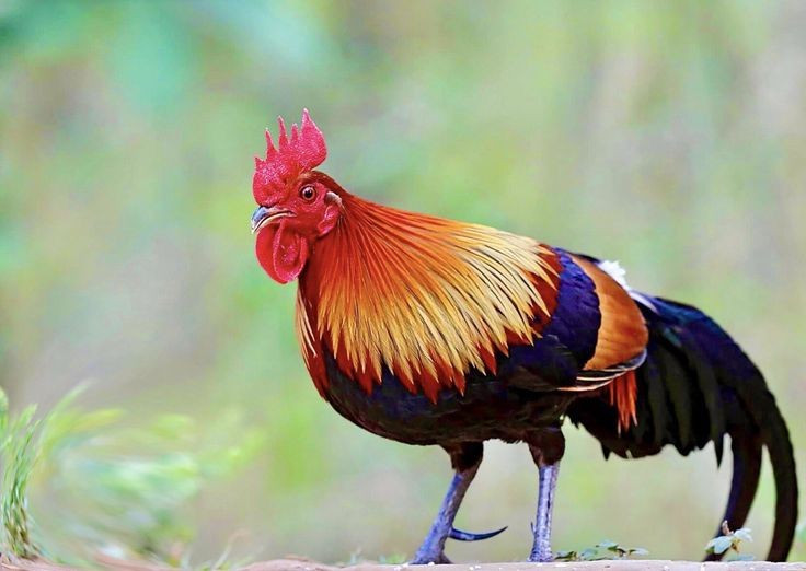 3. เสียงขันดังและแสดงถึงอาณาเขต ไก่ป่าขันเพื่อยืนยันการมีอยู่ของมันในพื้นที่ ดึงดูดคู่ครอง และเตือนผู้บุกรุก เสียงขันสามารถได้ยินได้ไกลหลายร้อยเมตรในป่า ภาพ: Pinterest 3. Tiếng gáy vang xa và có chức năng lãnh thổ. Gà rừng gáy để khẳng định sự hiện diện của mình trong khu vực, thu hút bạn tình và cảnh báo kẻ xâm nhập. Tiếng gáy có thể vang xa hàng trăm mét trong rừng. Ảnh: Pinterest.