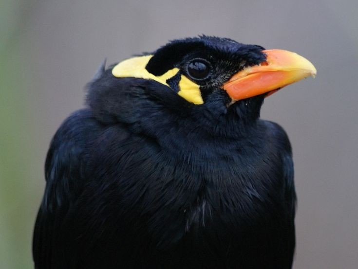 ٥. قريب الصلة بالزرزور. ينتمي الزرزور إلى فصيلة الزرزور (Sturnidae)، وهو قريب الصلة بالعديد من الطيور الذكية، مثل الزرزور، ويشترك معها في العديد من الخصائص السلوكية، كالذاكرة والتعلم. الصورة: بينترست. 5. Có họ hàng gần với sáo. Yểng thuộc họ sáo (Sturnidae), có quan hệ gần với nhiều loài chim thông minh như sáo đá, sáo sậu,, chia sẻ nhiều đặc điểm hành vi như ghi nhớ và học tập. Ảnh: Pinterest.