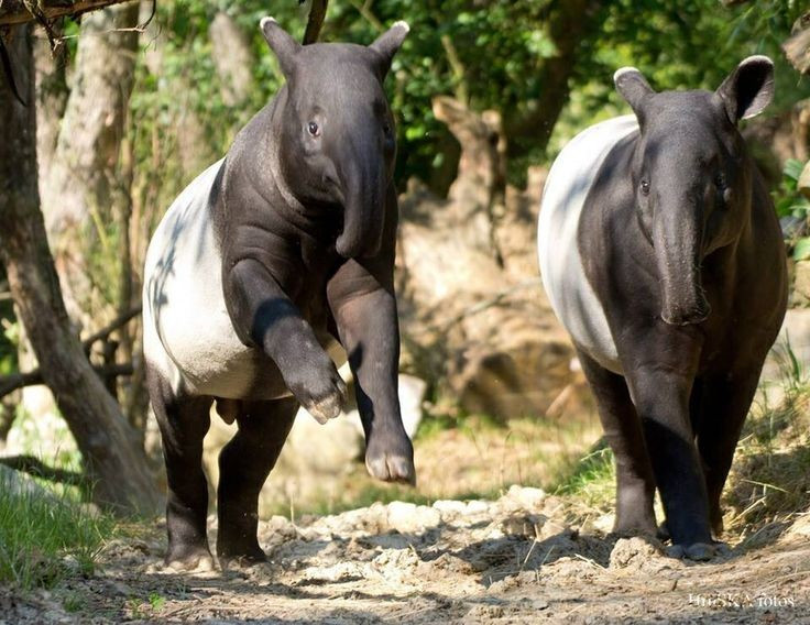 Der Schabrackentapir ist auch mit der Folklore verbunden. In einigen Teilen Malaysias und Thailands gelten sie als mystische Wesen, mit denen sogar seltsame Träume in Verbindung gebracht werden. Foto: Pinterest. Lợn vòi Mã Lai còn gắn liền với văn hóa dân gian. Ở một số nơi tại Malaysia và Thái Lan, chúng được xem là sinh vật thần bí, thậm chí liên quan đến những giấc mơ kỳ lạ. Ảnh: Pinterest.