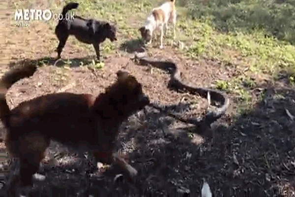 Video: 4 chú chó “đánh nhau” với rắn hổ mang cứu chủ