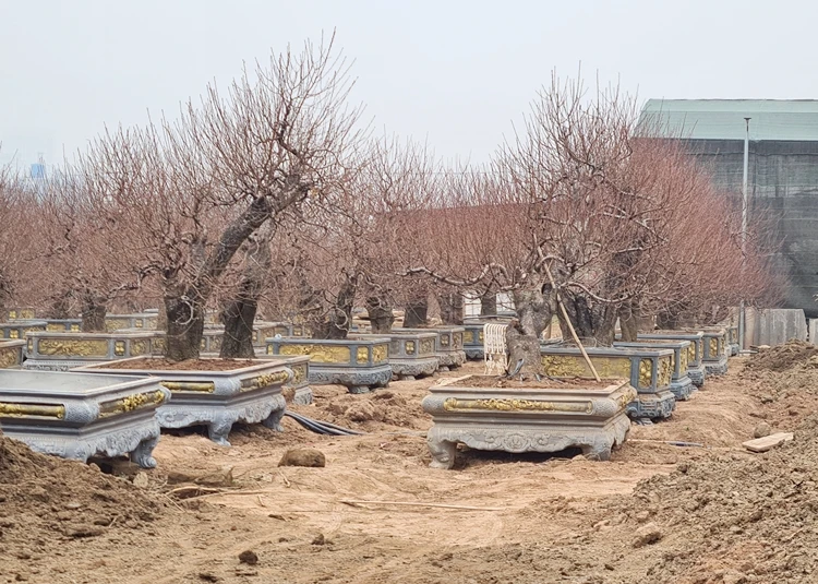 Mới chớm ra nụ, đào Nhật Tân “khủng” lên chậu hét giá 40 triệu đồng/cây