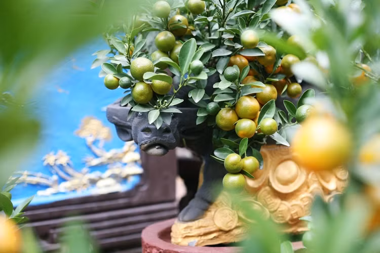 Độc đáo “trâu cõng quất” xuống phố Hà Nội đón Tết 