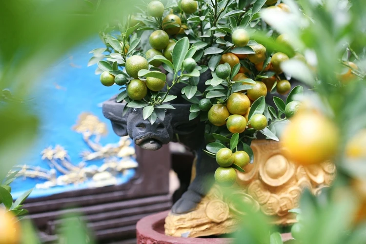 Độc đáo “trâu cõng quất” xuống phố Hà Nội đón Tết