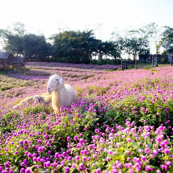Khám phá cánh đồng hoa đẹp tựa trời Âu giữa lòng Hà Nội