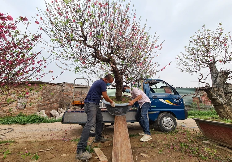 Đào Nhật Tân nhộn nhịp “về vườn” sau những ngày chơi Tết