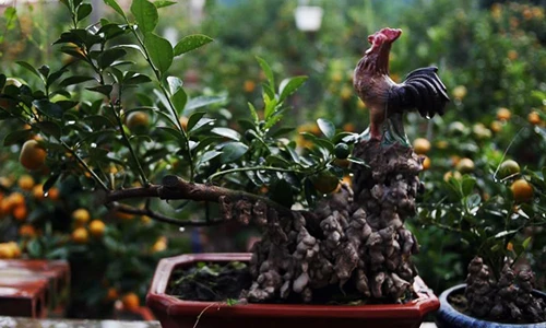 Quất bosai siêu nhỏ thế độc giá hàng chục triệu chơi Tết