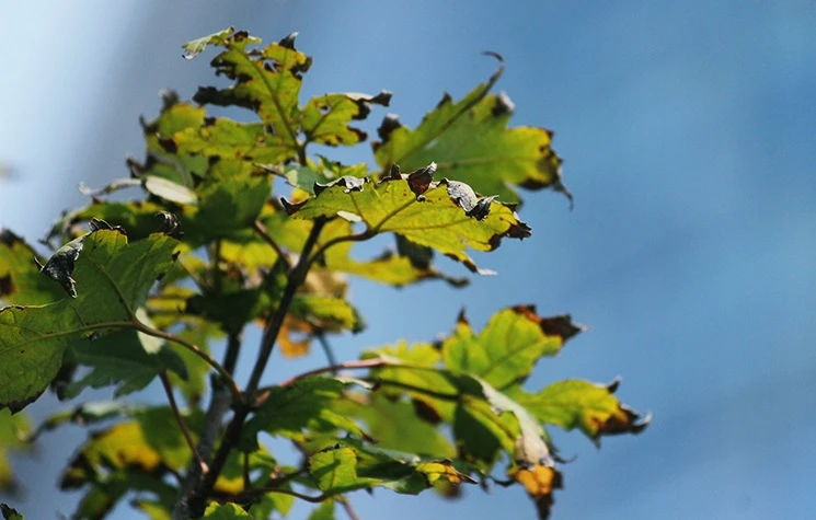 Hàng cây phong lá đỏ vẫn xanh giữa mùa thu Hà Nội 