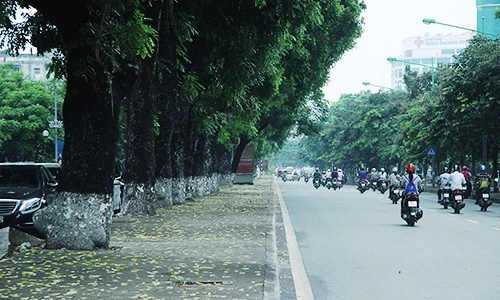 Tiếc ngẩn ngơ nhìn hàng cây đường Kim Mã sắp bị “trảm“