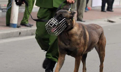 Cảnh khuyển được huy động đảm bảo an ninh trước trận Việt Nam - Campuchia