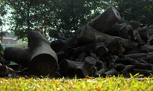 Ảnh: Lo ngại hỏa hoạn ở đống gỗ mục khô tại công viên Tuổi trẻ