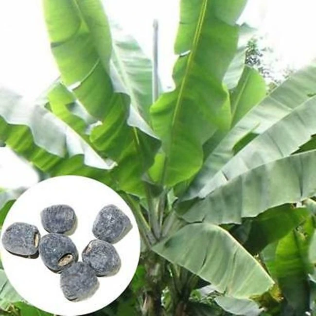 Cây lạ trước mọc hoang nay giúp “đẻ tiền”