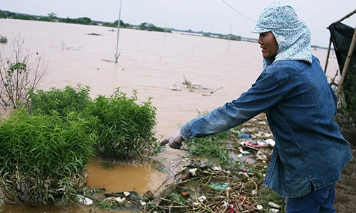 Nước sông Hồng lên cao, hàng nghìn gốc đào Nhật Tân bị nhấn chìm