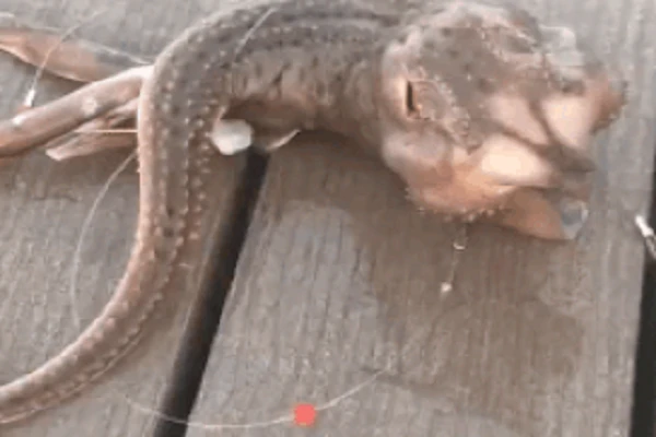 Cận cảnh diện mạo của “quái ngư 3 chân” do ngư dân câu được 