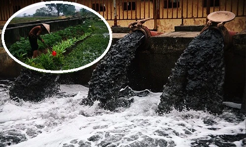 Hãi hùng người Hà Nội dùng nước ô nhiễm đen ngòm tưới rau