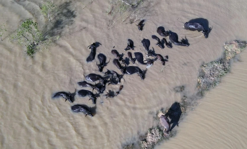 KĐT Mỹ Trung gần 200ha của Tập đoàn Nam Cường thành nơi thả trâu bò