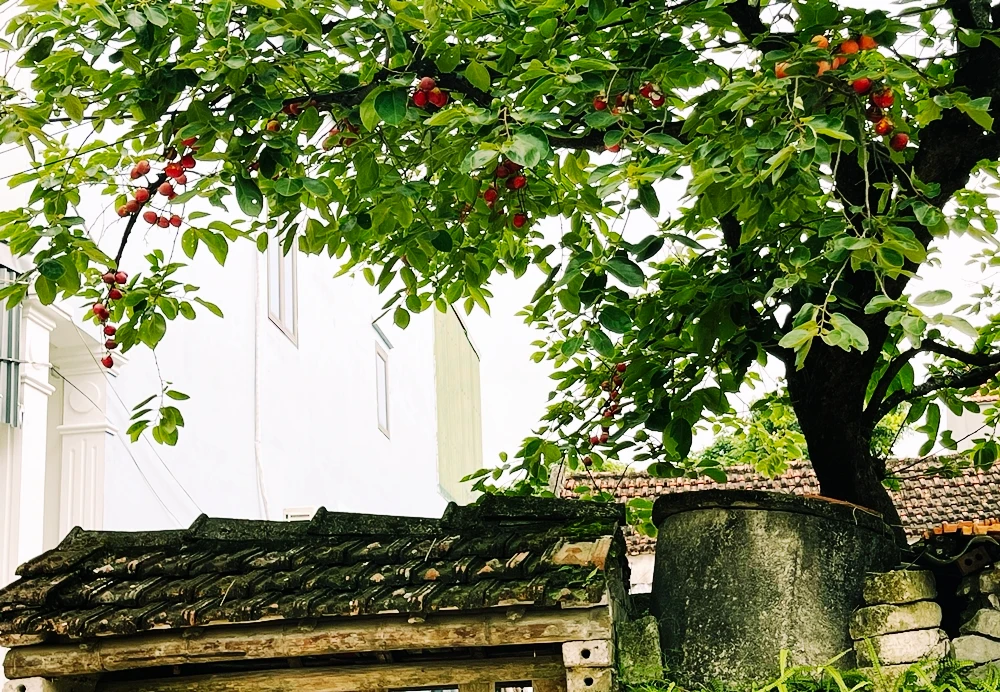 Cây hồng cổ ở Ninh Bình giúp gia chủ “hốt bạc” giờ ra sao?