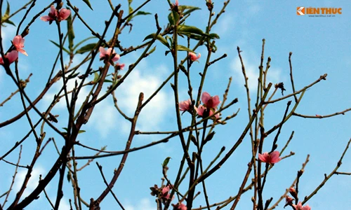 Ảnh: Hoa đào nở sớm trong nắng đông tuyệt đẹp ở HN