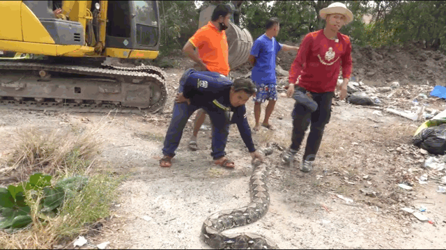 Video: Chật vật khống chế trăn khủng dài hơn 5m ngay cạnh trường học