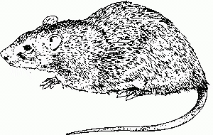 2 lần nhận được tiên tri, Nguyễn Trãi vẫn bị tru di tam tộc - Hình 6 2 lan nhan duoc tien tri, Nguyen Trai van bi tru di tam toc-Hinh-6